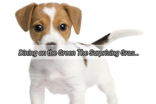 Dining on the Green The Surprising Grasses That Make Your Pups Tummy Happy